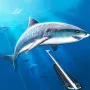 Hunting underwater spearfishing with a spear is a fun game! You can do a lot underwater if you have the right gear and know how to dive. You will see more than 30 different forms of aquatic life as you swim through lakes, seas, and oceans, stopping to look at coral reefs along the route.